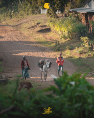 Specialty - Etiopia SCA 86